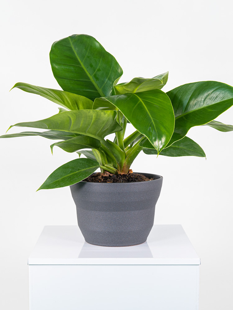 PHILODENDRON IMP. GREEN CE2322 GRAFITE GLITTER CER