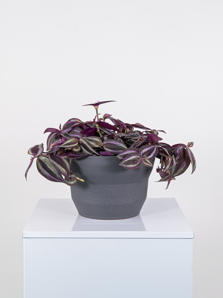 TRADESCANTIA JEWEL RED CE2322 GRAFITE GLITTER CER.