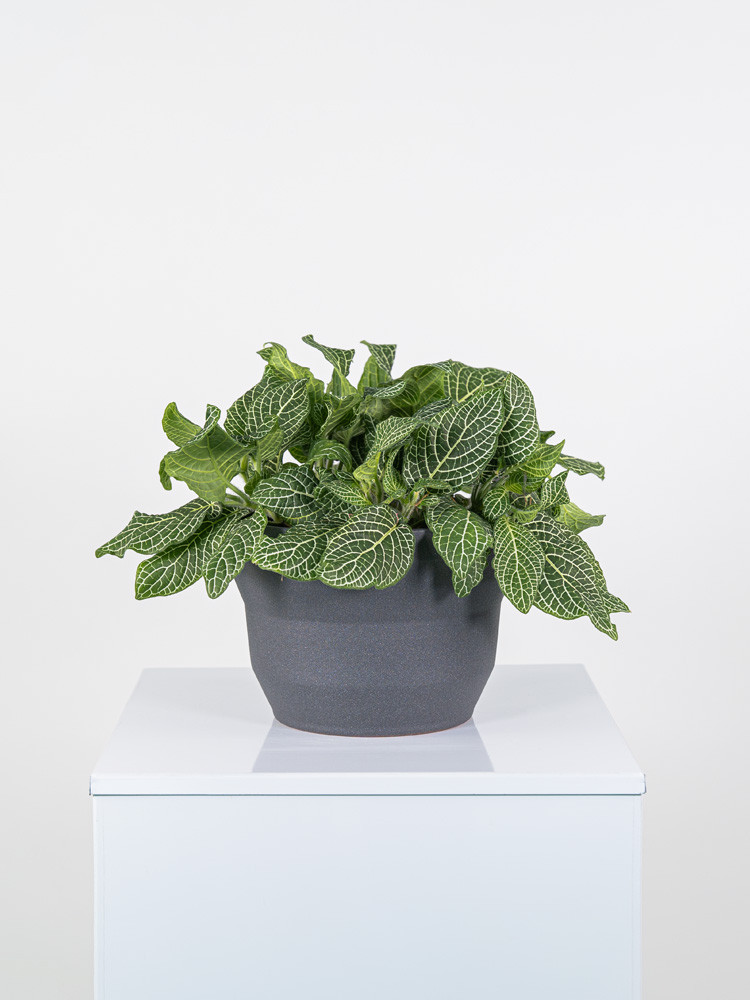 FITTONIA MIX CE2322 GRAFITE GLITTER CER.