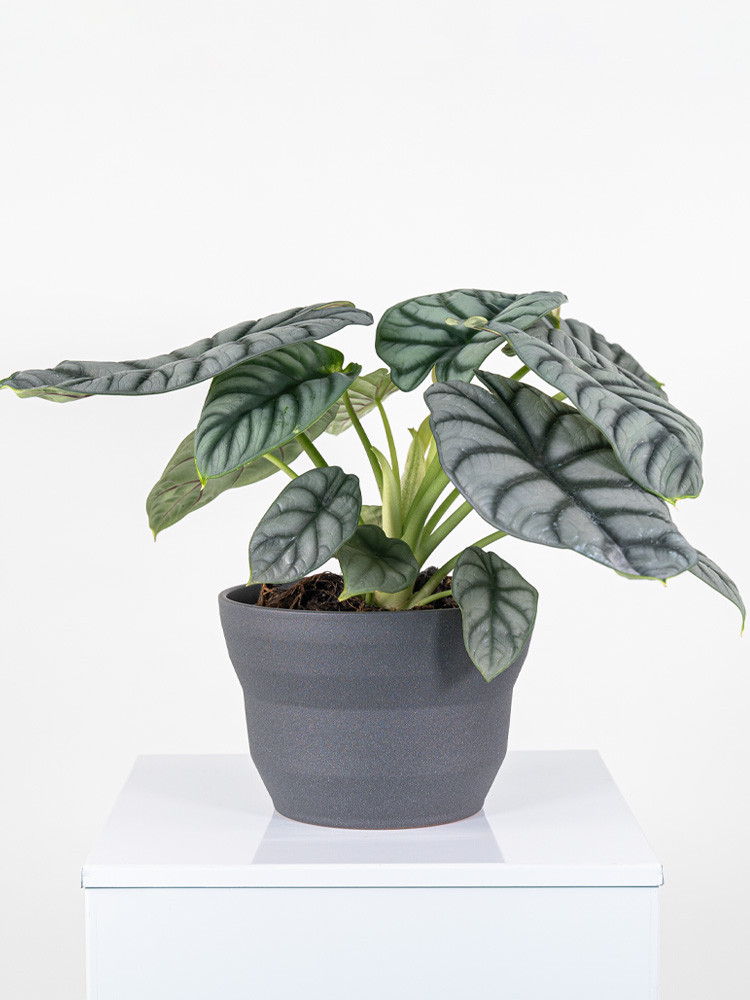 ALOCASIA S. DRAGON CE2322 GRAFITE GLITTER CER.