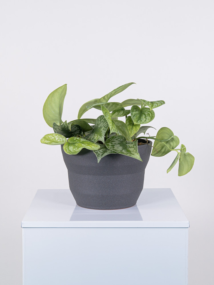 SCINDAPSUS PICTUM S. ANN CE2322 GRAFITE GLITTER CE