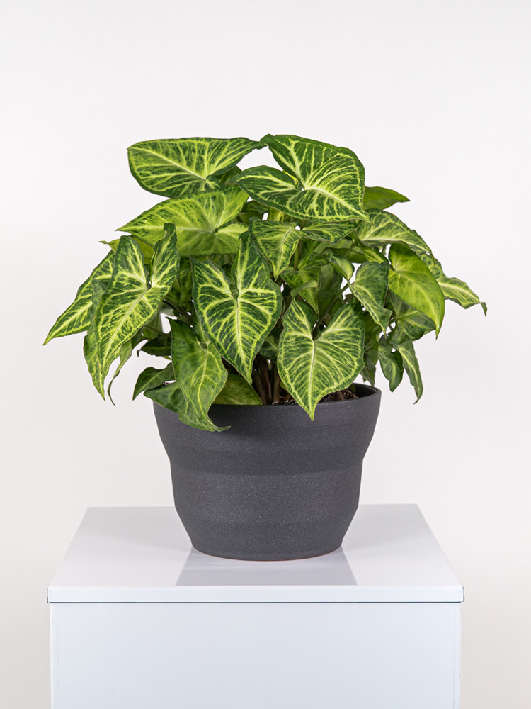 SYNGONIUM ARROW CE2322 GRAFITE GLITTER CER.