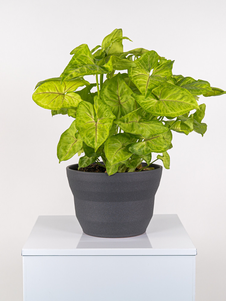 SYNGONIUM GOLDEN ALLUSION CE2322 GRAFITE GLITTER C