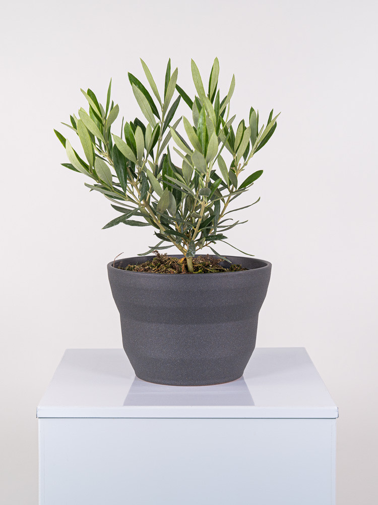 OLIVO CE2322 GRAFITE GLITTER CER.