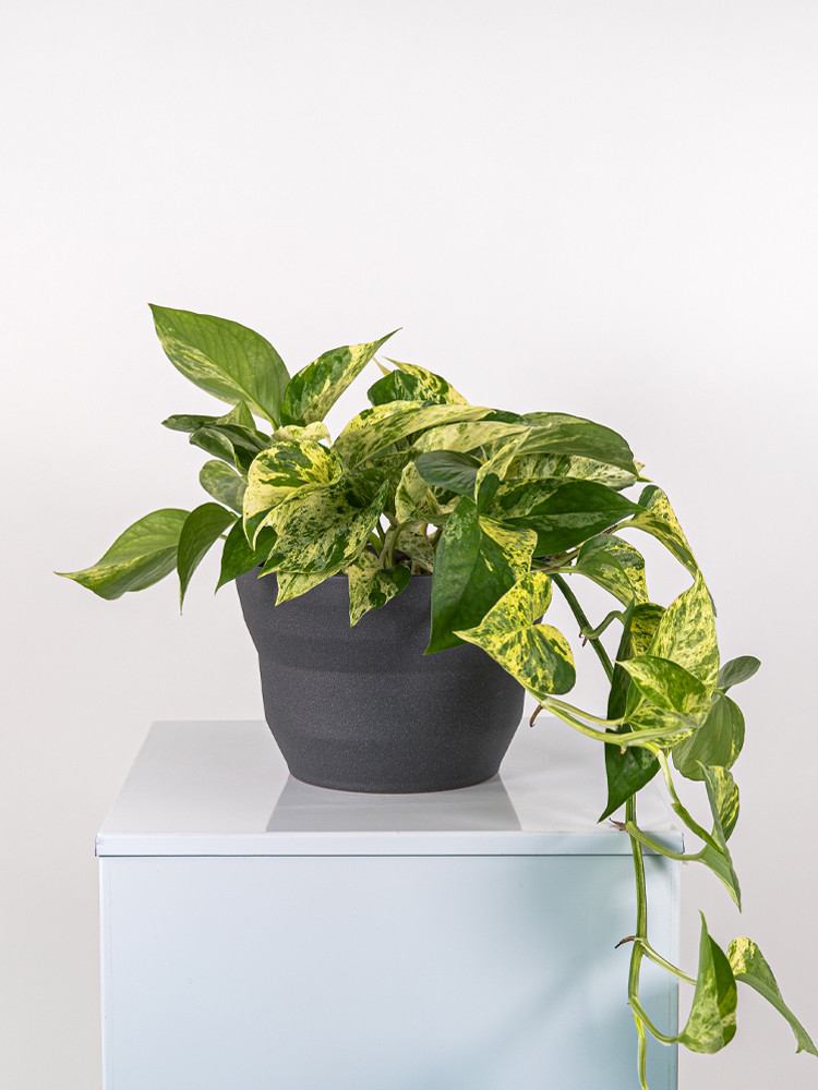 SCINDAPSUS M. QUEEN CE2322 GRAFITE GLITTER CER.