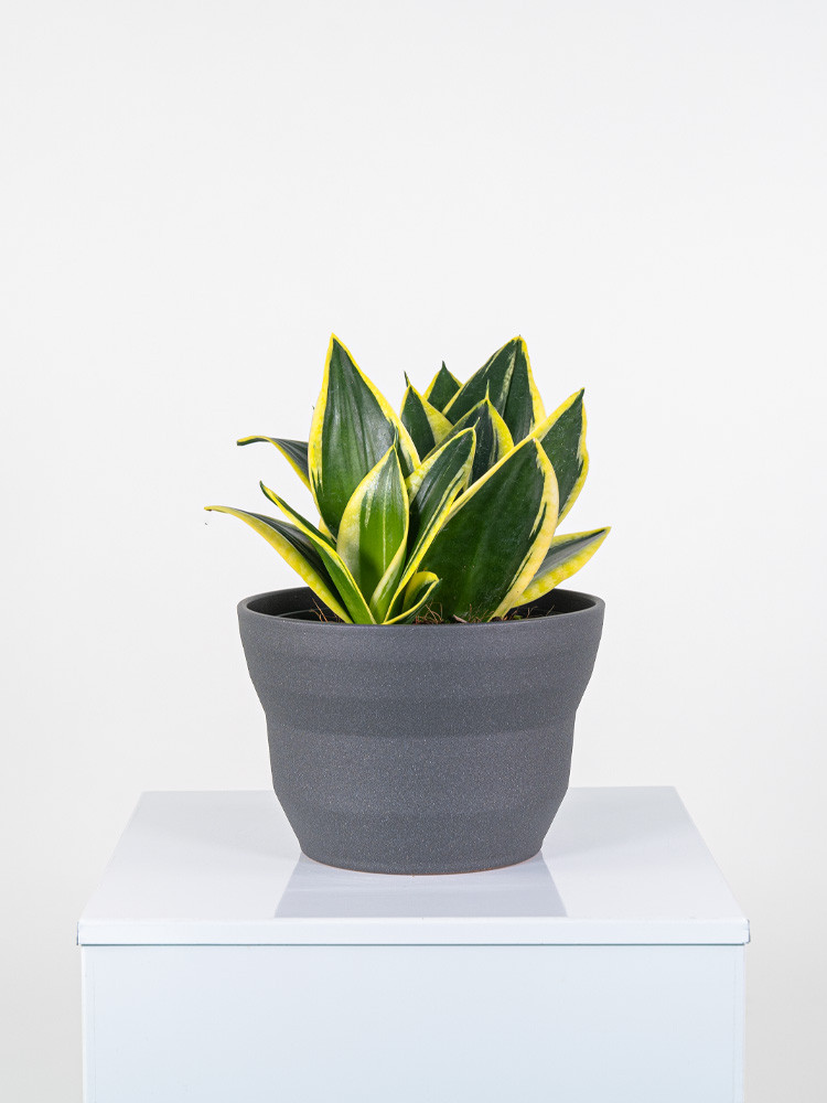 SANSEVIERIA SUPERBA CE2322 GRAFITE GLITTER CER.