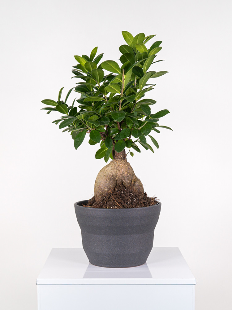 FICUS GINSENG GR 250 CE2322 GRAFITE GLITTER CER.