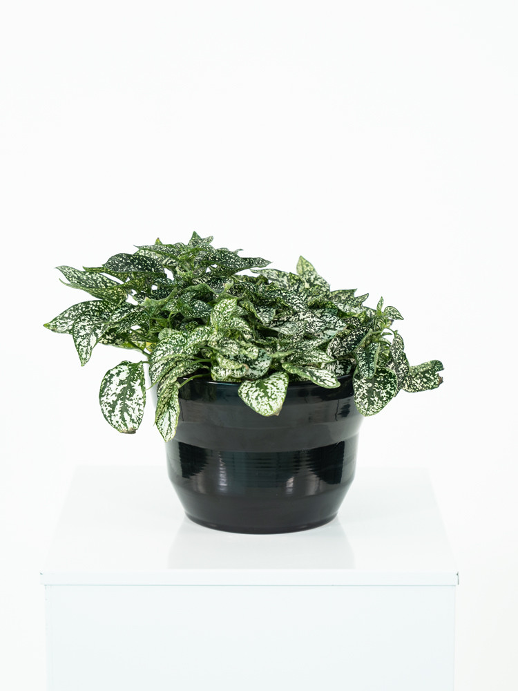 HYPOESTES MIX PO1812 NERO LUCIDO POT.