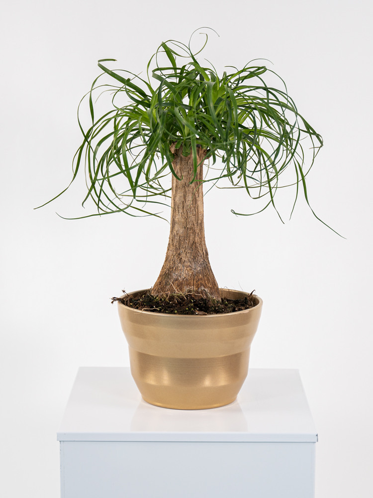 BEAUCARNEA CE1913 ORO PERLATO CER.