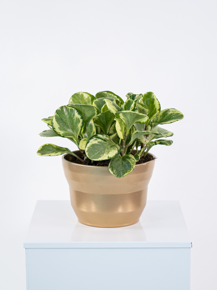 PEPEROMIA OBT. G. GATE CE1913 ORO PERLATO CER.