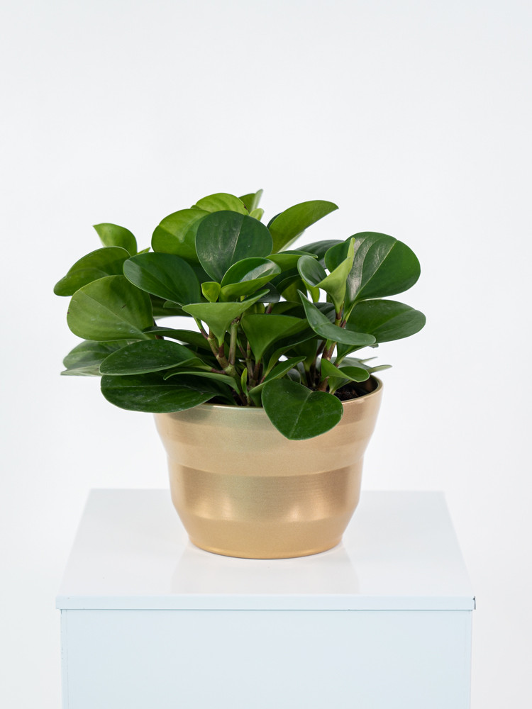 PEPEROMIA OBT. GREEN CE1913 ORO PERLATO CER.