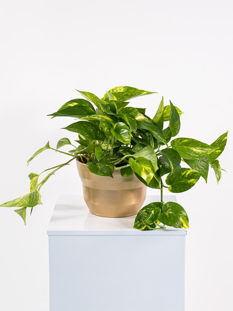 SCINDAPSUS AUREUS CE1913 ORO PERLATO CER.