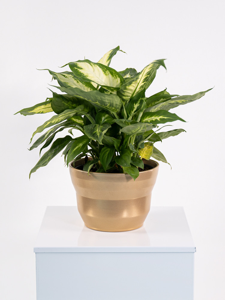 DIEFF. CAMILLA 3P CE1913 ORO PERLATO CER.