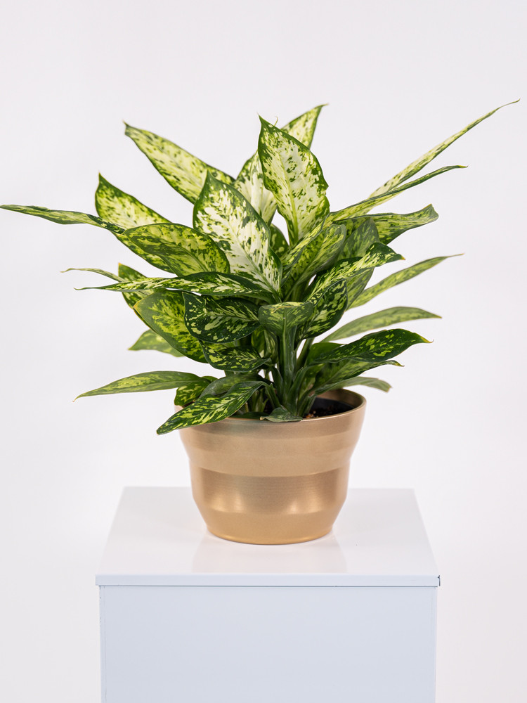 DIEFF. VESUVIO 3P CE1913 ORO PERLATO CER.