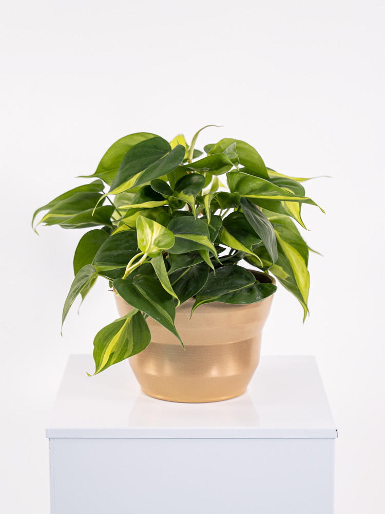PHILODENDRON BRASIL CE1913 ORO PERLATO CER.