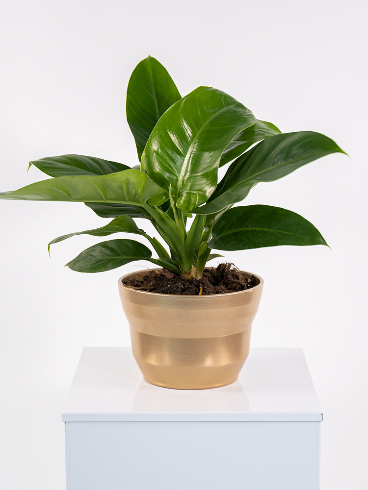 PHILODENDRON IMP. GREEN CE1913 ORO PERLATO CER.