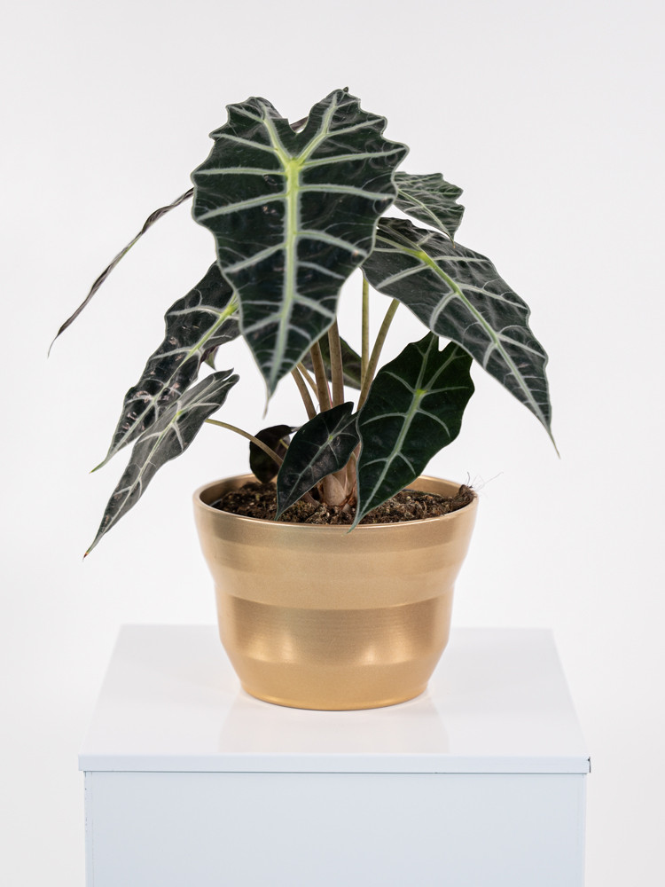 ALOCASIA A. POLLY CE1913 ORO PERLATO CER.