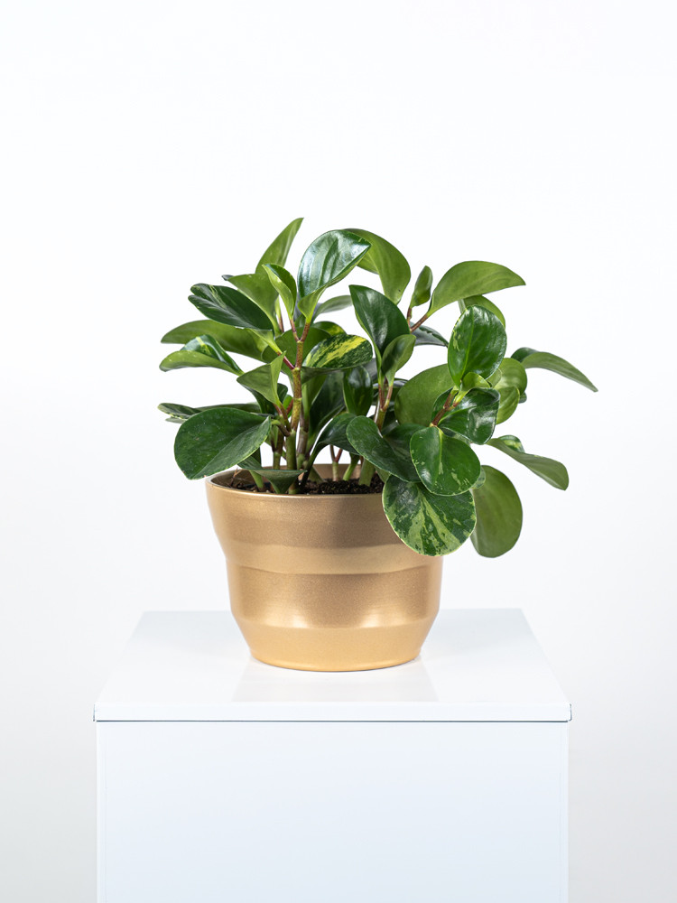 PEPEROMIA EMILY CE1913 ORO PERLATO CER.