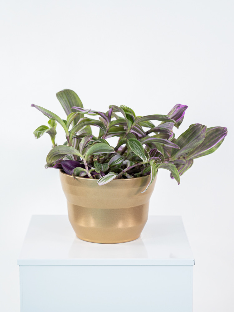 TRADESCANTIA JEWEL RED CE1913 ORO PERLATO CER.