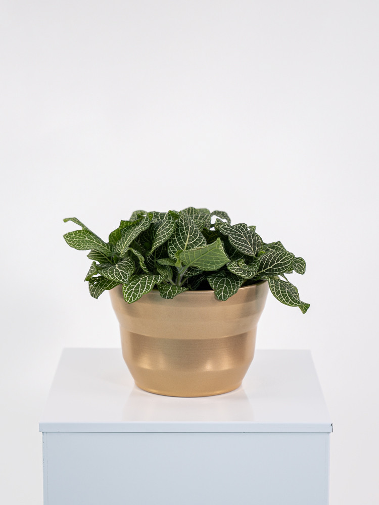 FITTONIA MIX CE1913 ORO PERLATO CER.