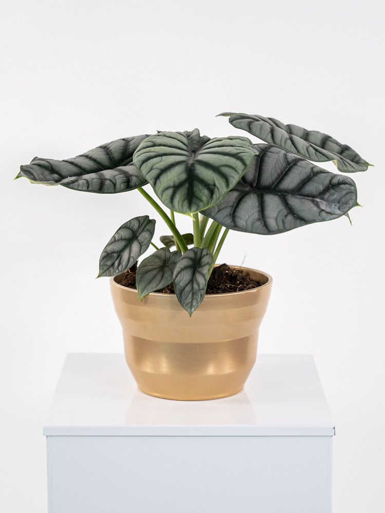 ALOCASIA S. DRAGON CE1913 ORO PERLATO CER.