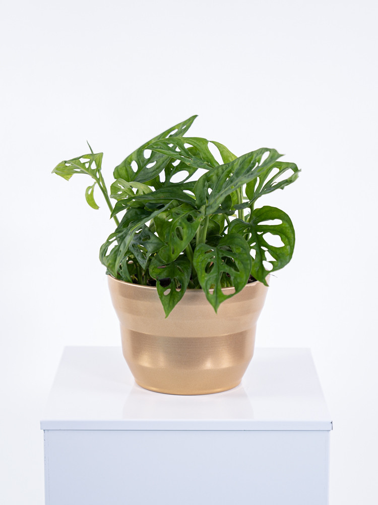 MONSTERA ADANSONII CE1913 ORO PERLATO CER.