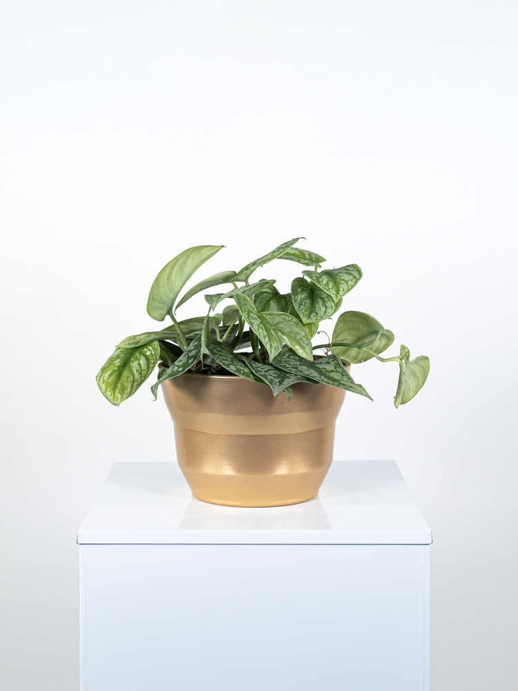 SCINDAPSUS PICTUM S. ANN CE1913 ORO PERLATO CER.