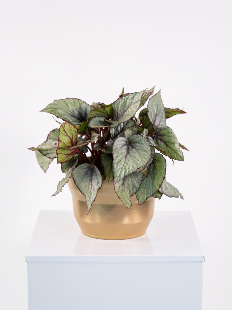 BEGONIA BELEAF CE1913 ORO PERLATO CER.