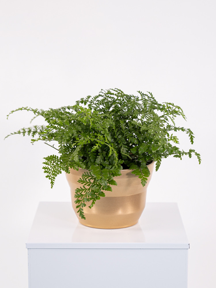 ASPLENIUM PARVATI CE1913 ORO PERLATO CER.