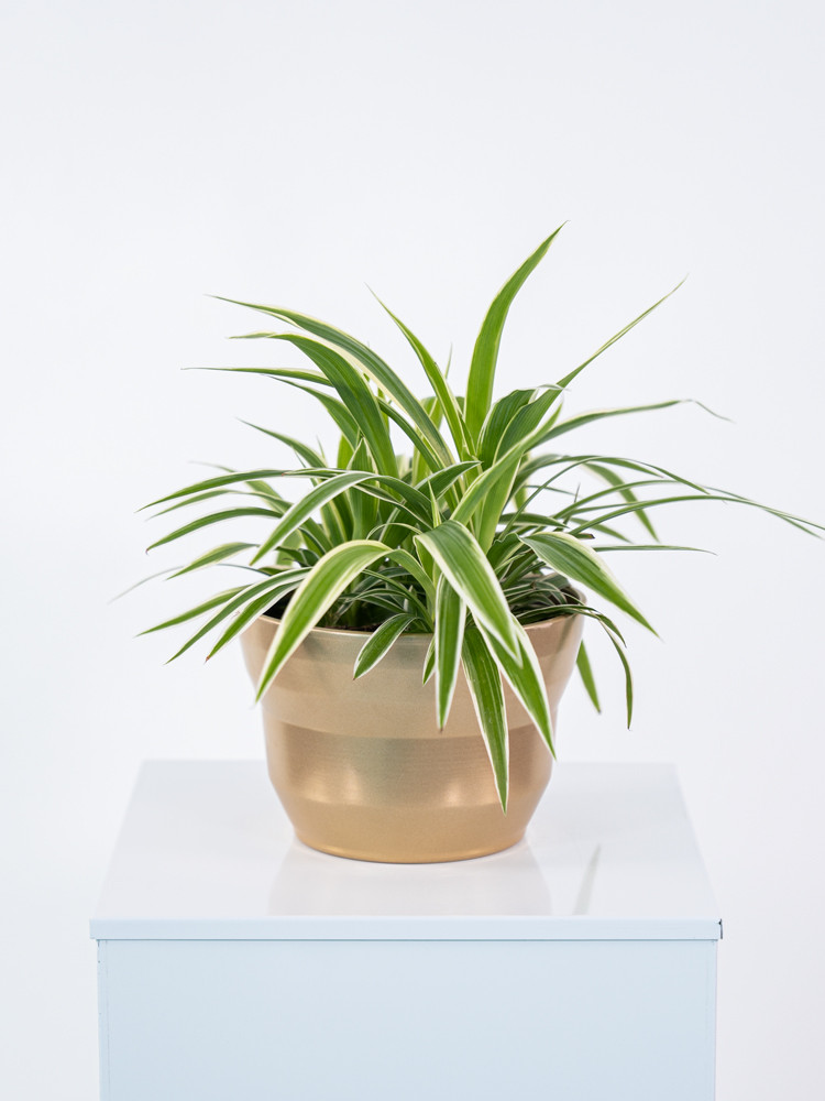 CHLOROPHYTUM VAR. CE1913 ORO PERLATO CER.