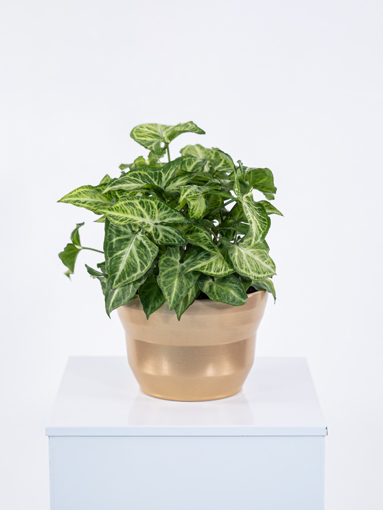 SYNGONIUM ARROW CE1913 ORO PERLATO CER.