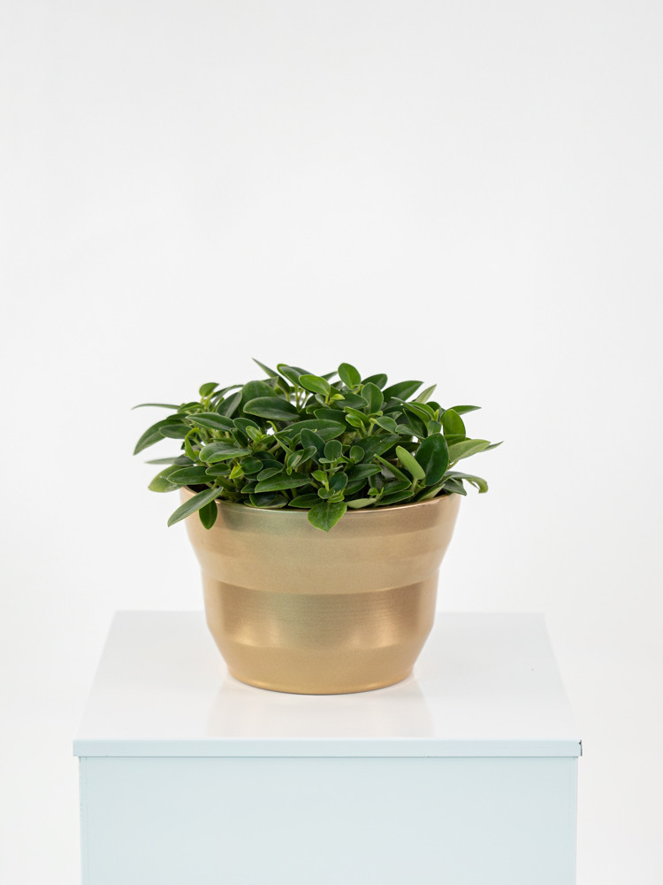 PEPEROMIA PIXIE MIX CE1913 ORO PERLATO CER.
