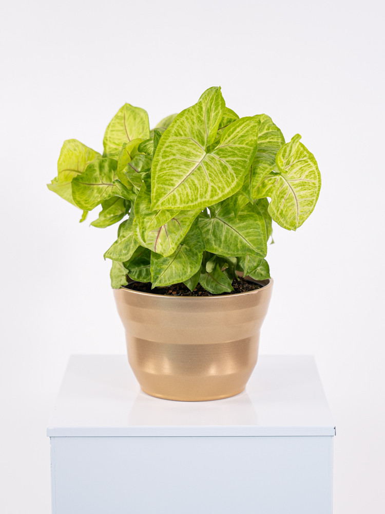 SYNGONIUM GOLDEN ALLUSION CE1913 ORO PERLATO CER.