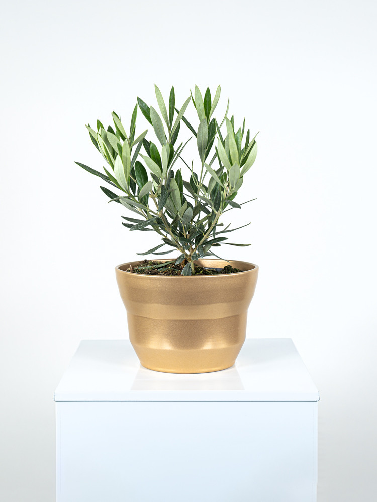 OLIVO CE1913 ORO PERLATO CER.