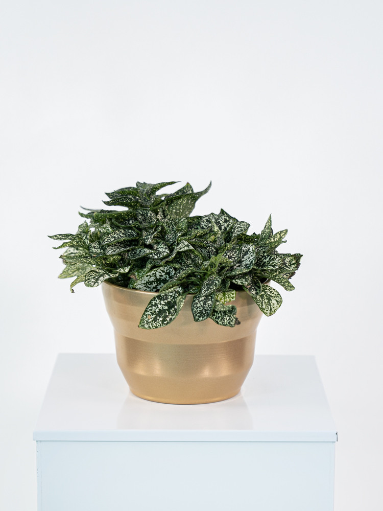 HYPOESTES MIX CE1913 ORO PERLATO CER.