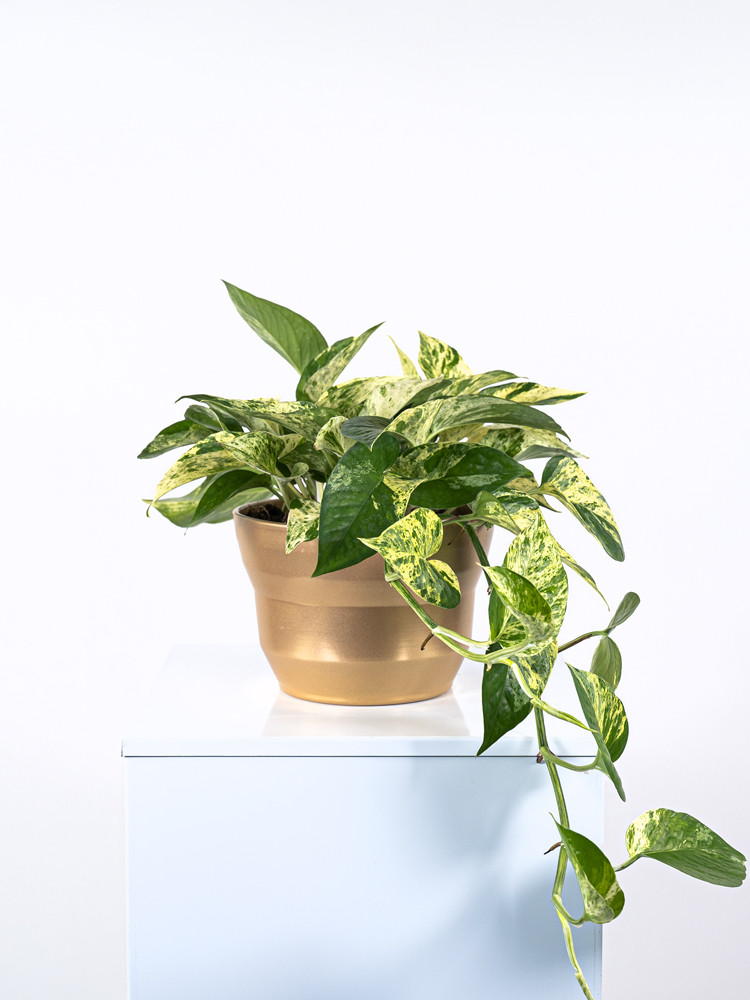 SCINDAPSUS M. QUEEN CE1913 ORO PERLATO CER.