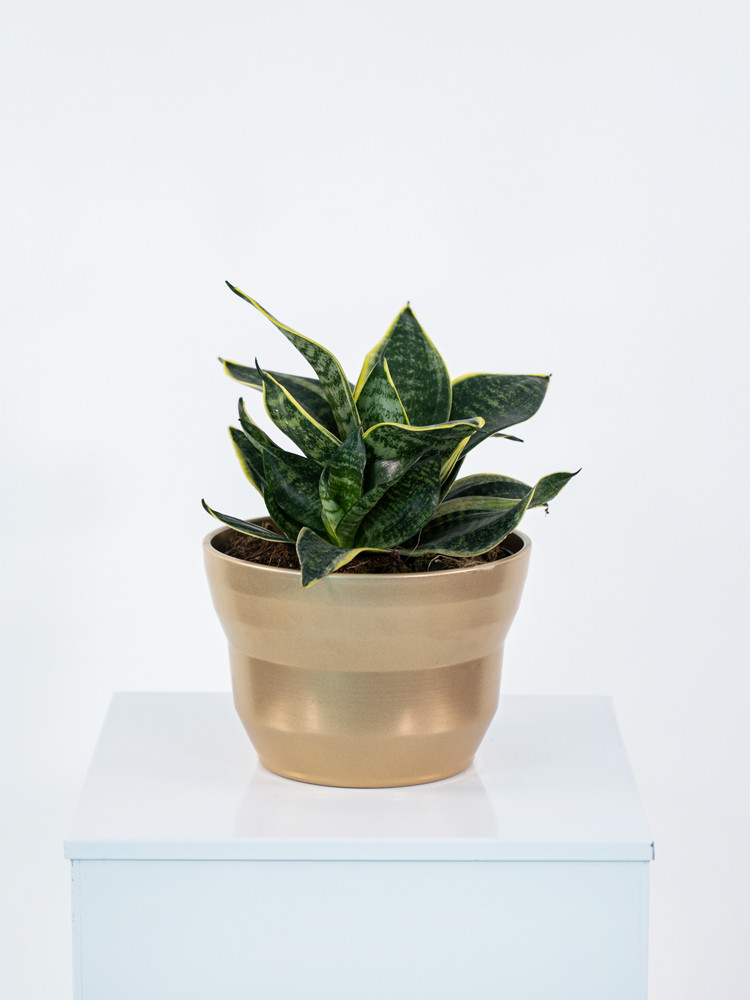 SANSEVIERIA MIX CE1913 ORO PERLATO CER.
