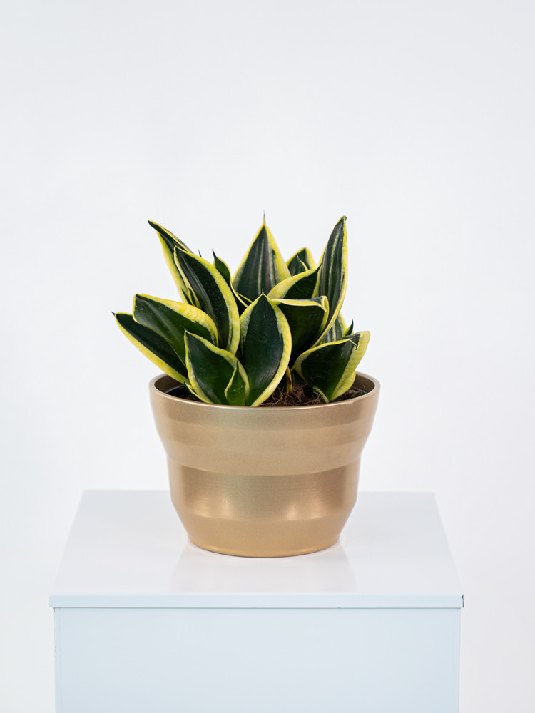 SANSEVIERIA SUPERBA CE1913 ORO PERLATO CER.