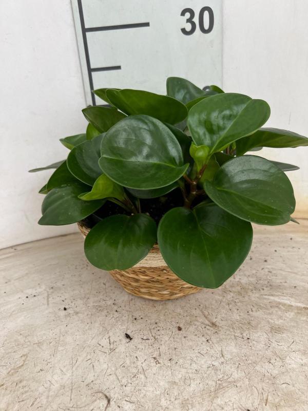 PEPEROMIA OBT. GREEN NA0402 NATURAL CREAM NAT.