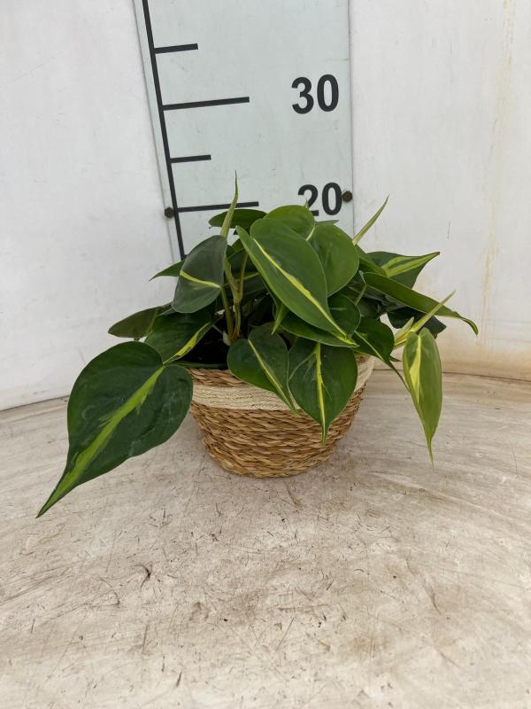 PHILODENDRON BRASIL NA0402 NATURAL CREAM NAT.