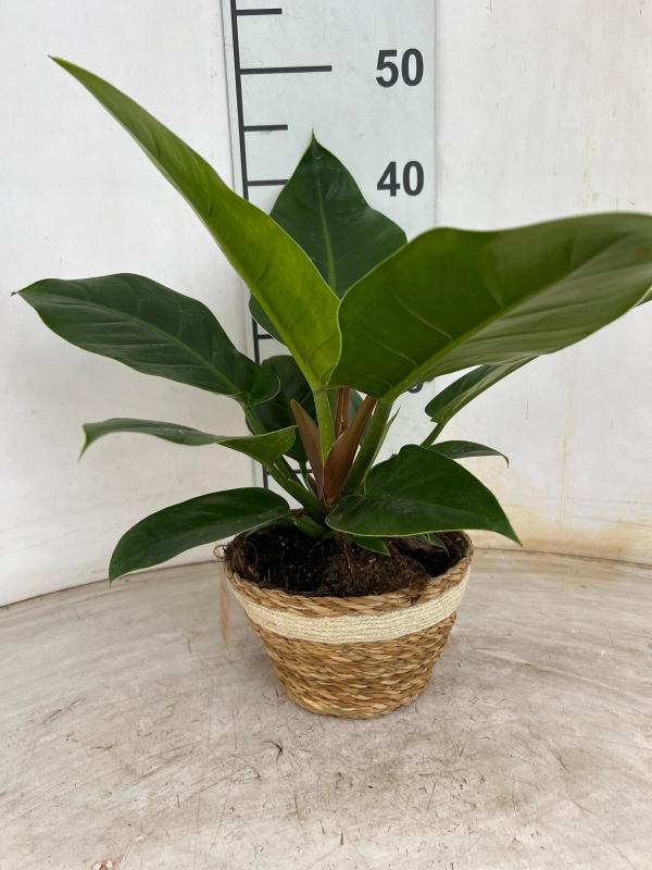 PHILODENDRON IMP. GREEN NA0402 NATURAL CREAM NAT.