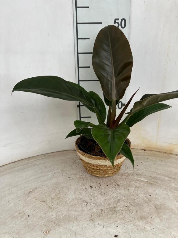 PHILODENDRON IMP. RED NA0402 NATURAL CREAM NAT.