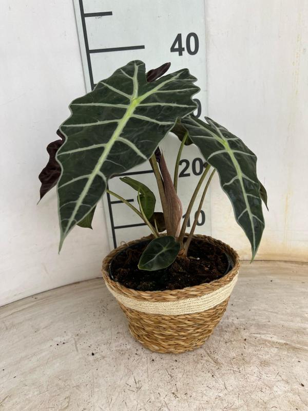 ALOCASIA A. POLLY NA0402 NATURAL CREAM NAT.