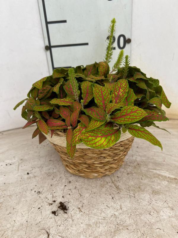 FITTONIA MIX NA0402 NATURAL CREAM NAT.