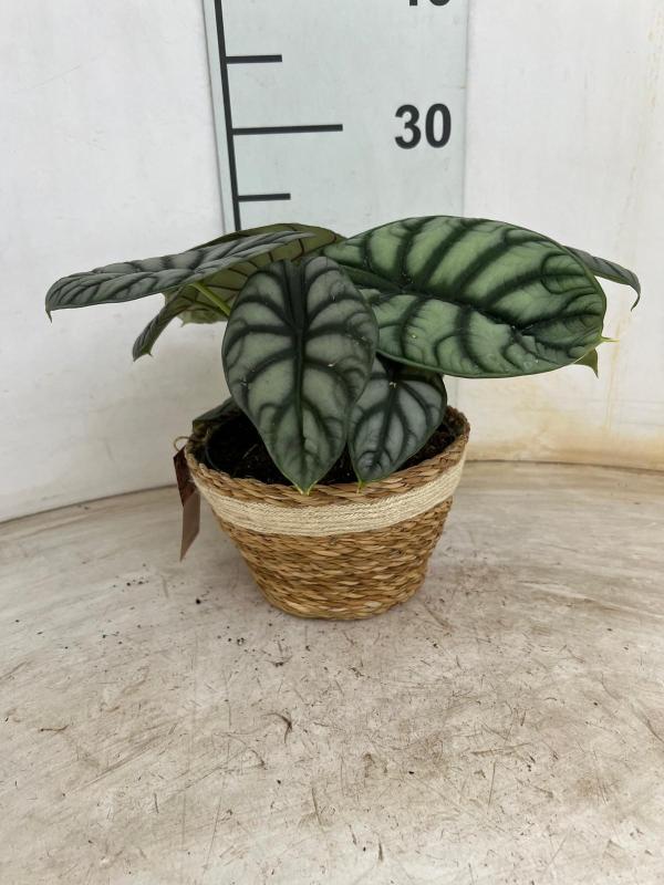 ALOCASIA S. DRAGON NA0402 NATURAL CREAM NAT.