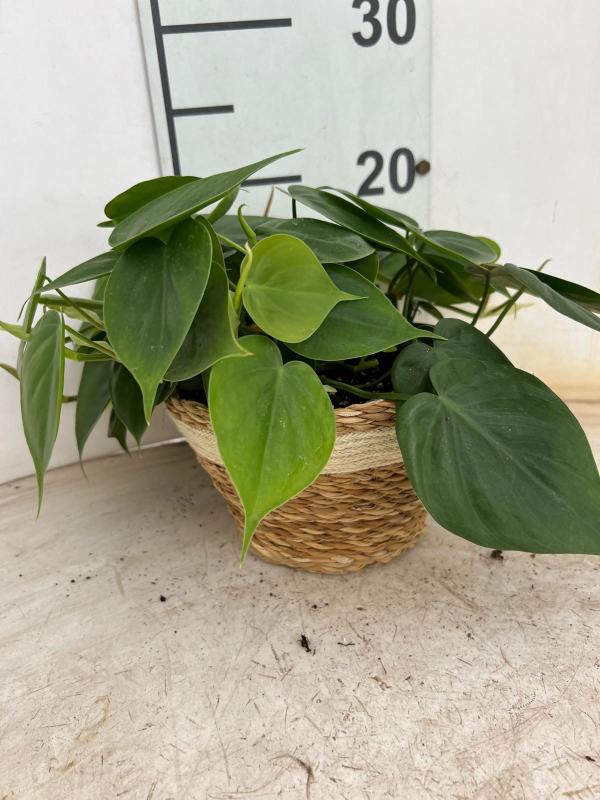 PHILODENDRON SCANDENS NA0402 NATURAL CREAM NAT.