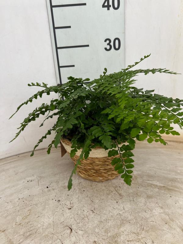 ASPLENIUM PARVATI NA0402 NATURAL CREAM NAT.