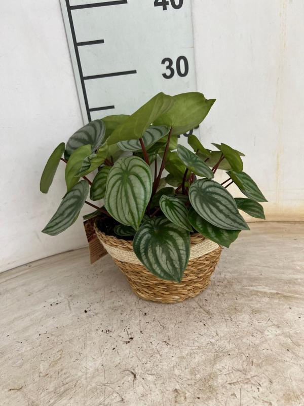 PEPEROMIA WATERMELON NA0402 NATURAL CREAM NAT.