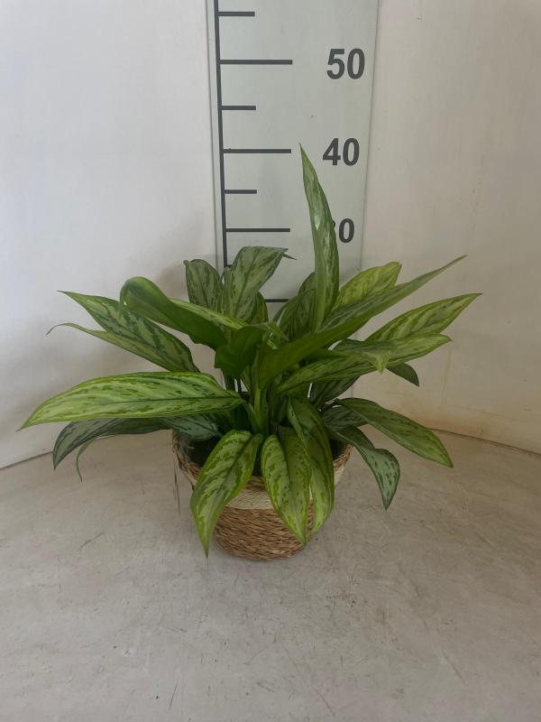 AGLAONEMA S. QUEEN 3P NA0402 NATURAL CREAM NAT.