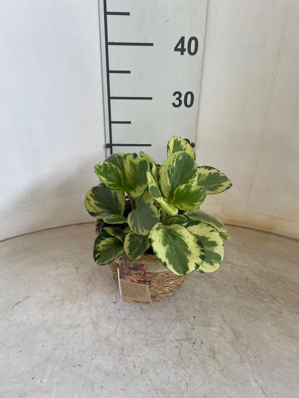 PEPEROMIA EMILY NA0402 NATURAL CREAM NAT.